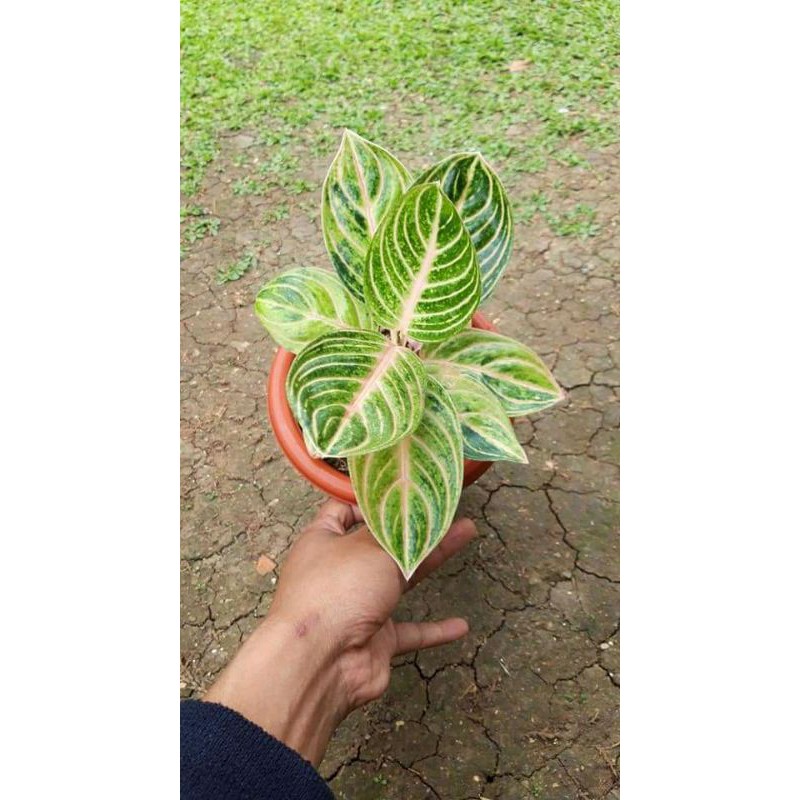 bonggolan aglonema rinjani+punama