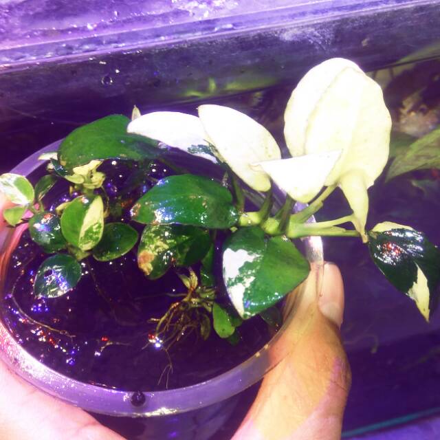 Anubias panda MP Shopee Indonesia Anubias panda MP Shopee Indonesia