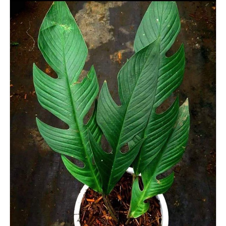 Rhaphidophora beccarii