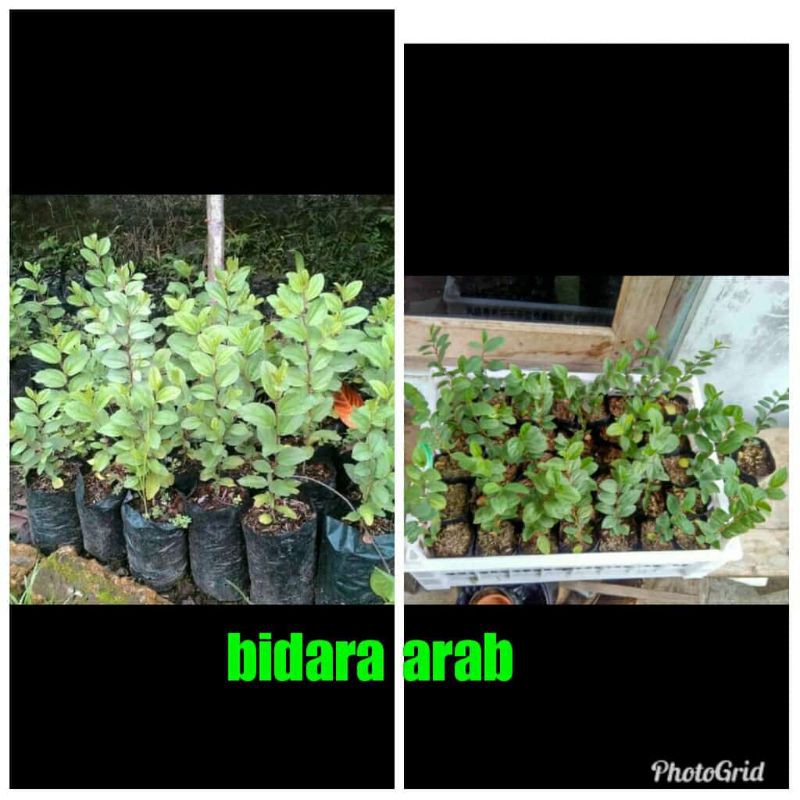 Pohon bidara arab asli