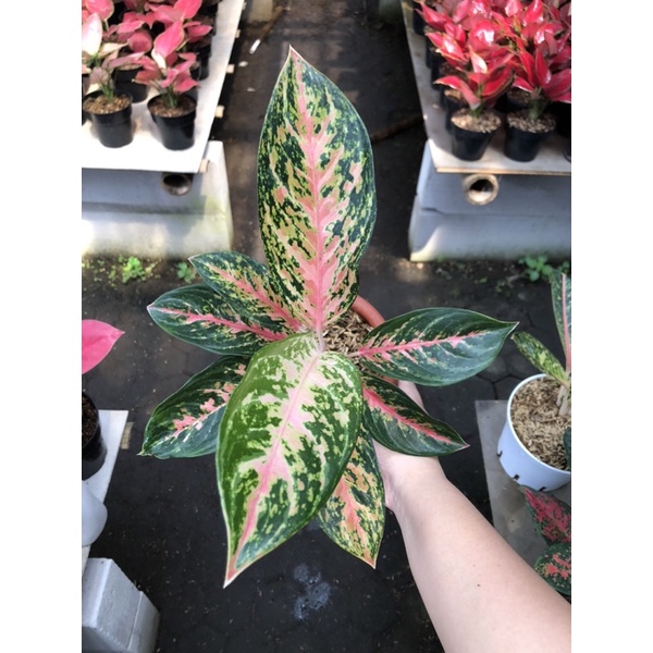 aglaonema red peacock