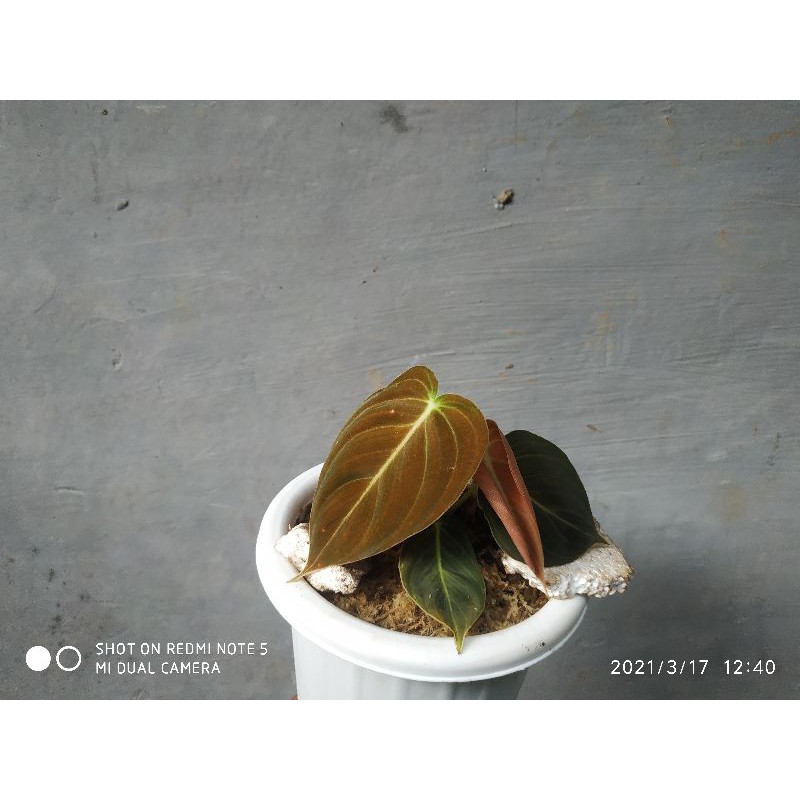 Philodendron Melanochrysum