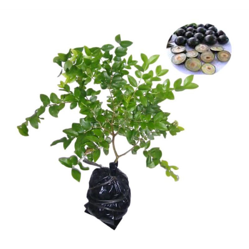 bibit buah anggur brazil jaboticaba - bibit anggur brazil - tanaman buah anggur brazil anggur brazil