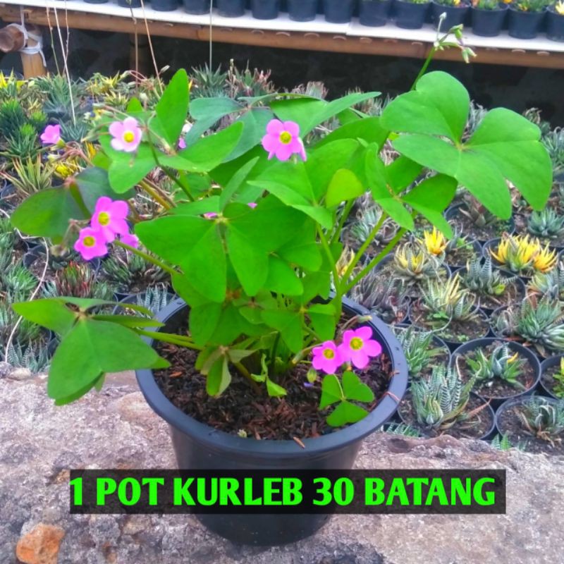 Tanaman bunga hias indoor outdoor oxalis hijau bunga ungu/ tanaman hias kupukupu tanaman herbal obat