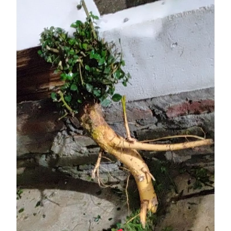 bahan bonsai serut dongkel