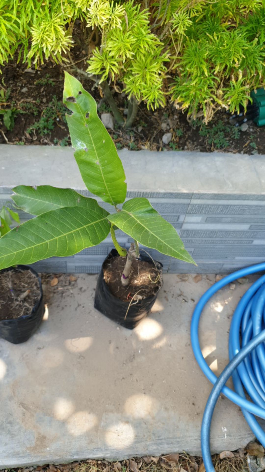 Tanaman Mangga Chokanan - Bibit Mangga Chokanan