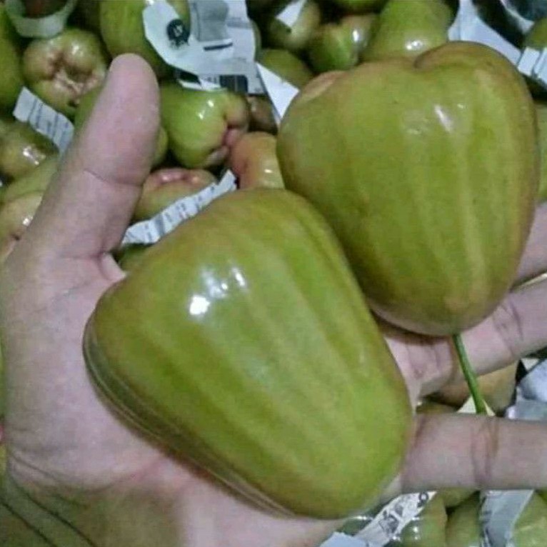 

jambu cincalo hijau manis 1kg