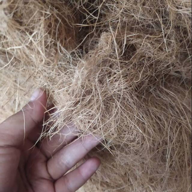 Coco fiber / serabut kelapa