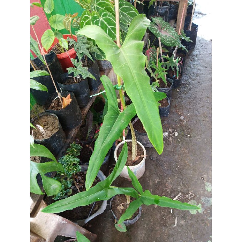 alocasia trigina sp.sulawesi