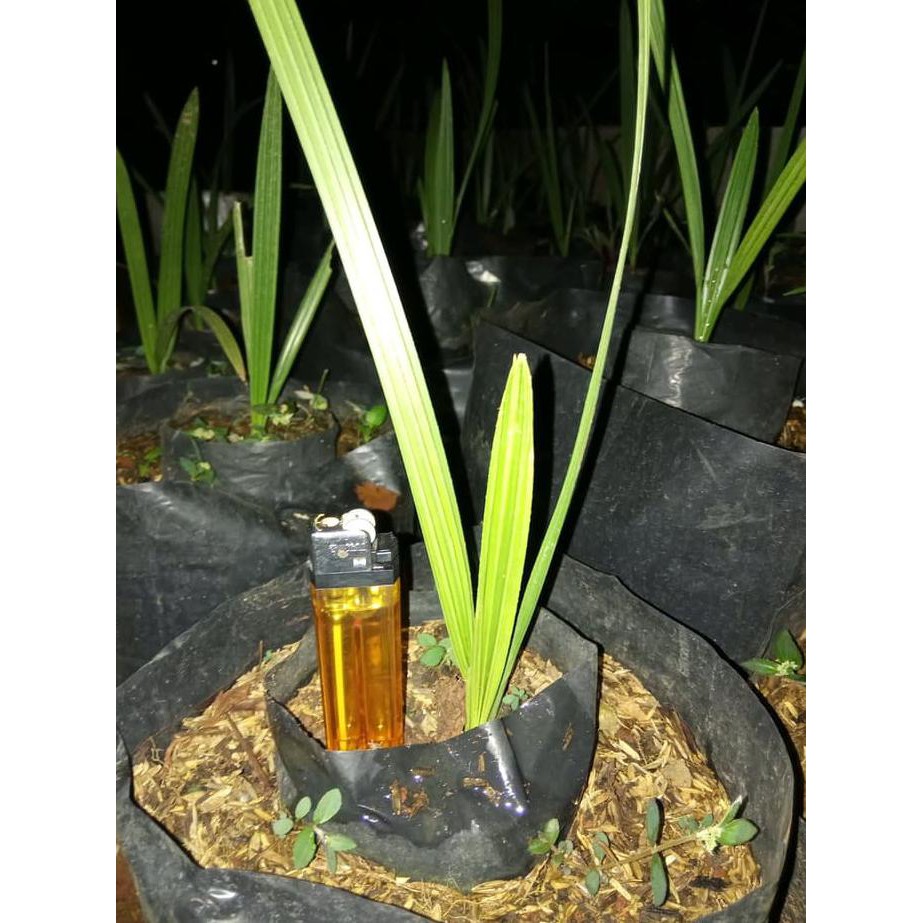 Anjai Bibit Pohon Kurma Azwa Betina - Kurma Azwa Betona