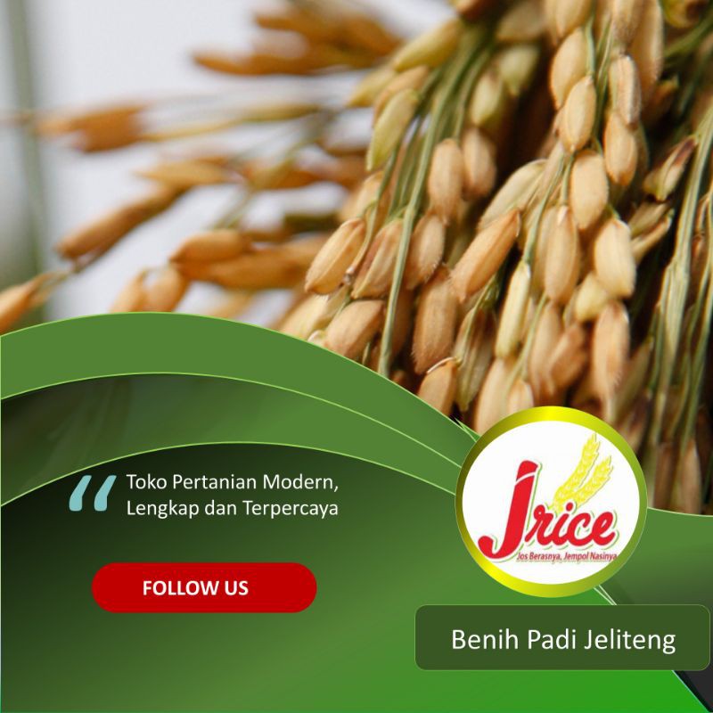 BENIH PADI MEKONGGA BIBIT PADI UNGGUL 5 KG
