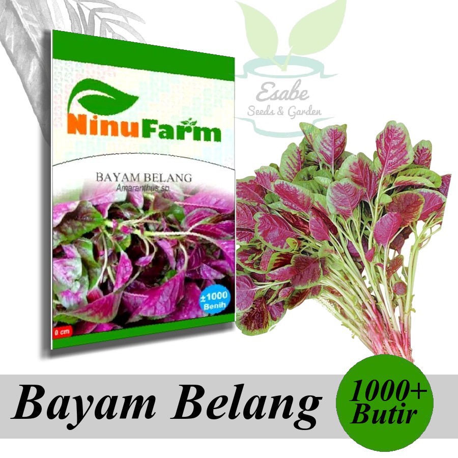 Biji Benih Bayam Belang - Ninu Farm