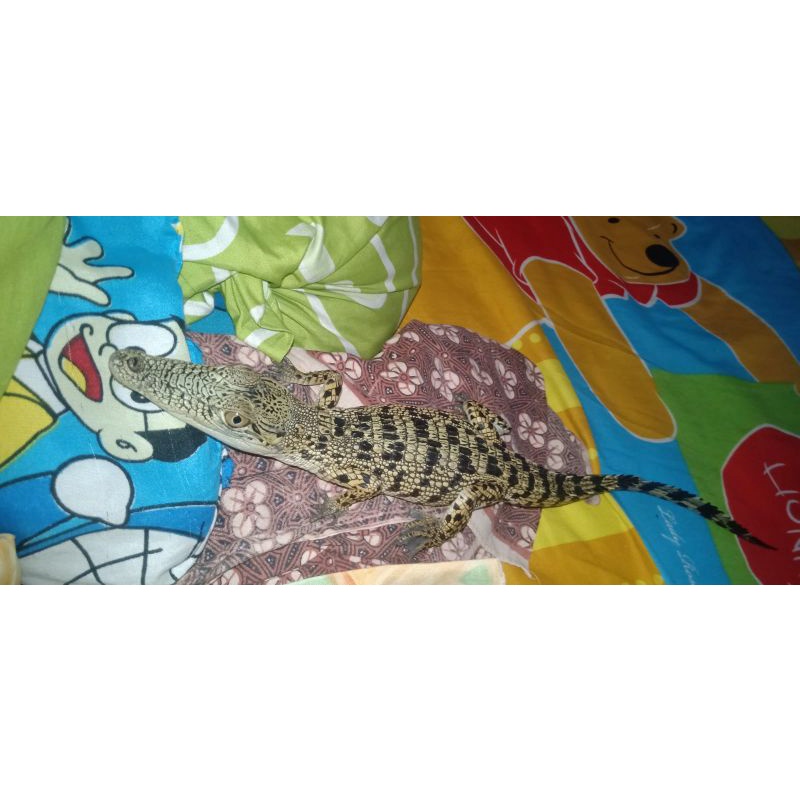 kadal air/baby poro high yellow realpict