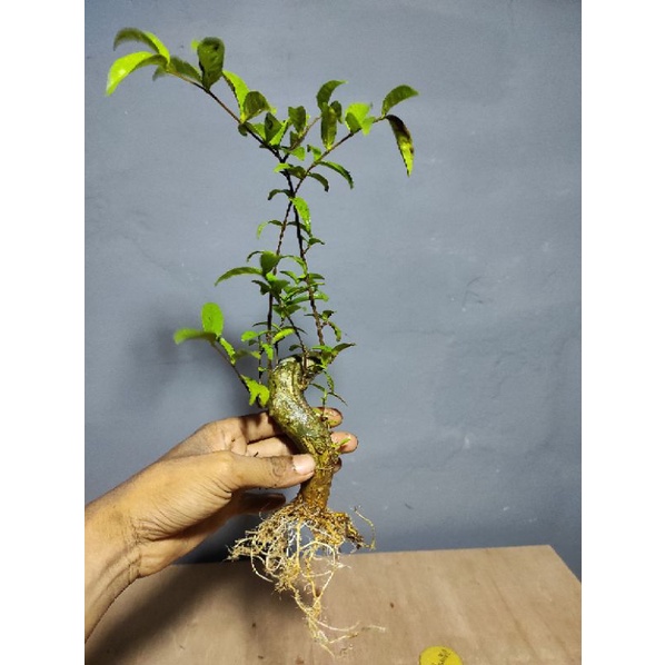tanaman hias bahan bonsai anput