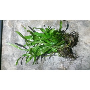 MICROSORUM NARROW LEAF AKA KADAKA NARROW /DAUN