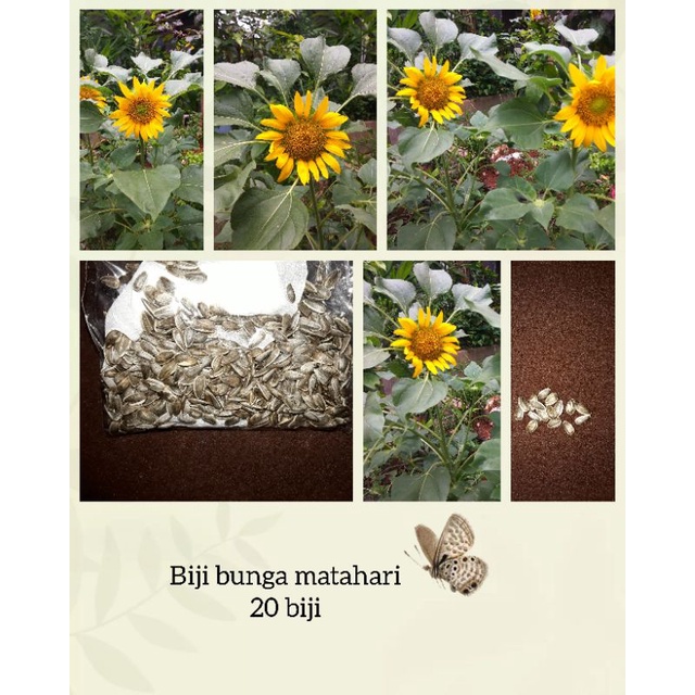 

biji bunga matahari