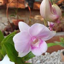 anggrek dendro praremaja kode nta