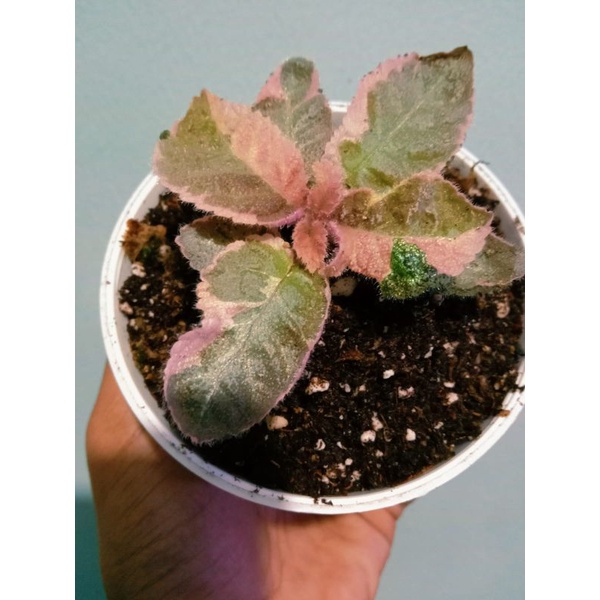 episcia pink smoke