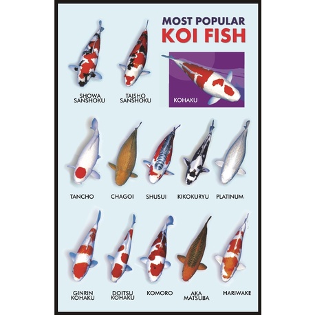 Poster Ikan Koi Populer - 2 buah poster