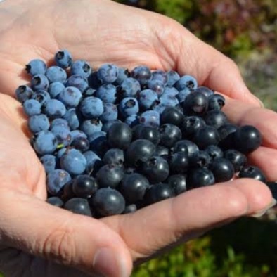 

IQF Frozen Fruit Wild Blueberry - Buah Beku Bluberi 1 kg (France)