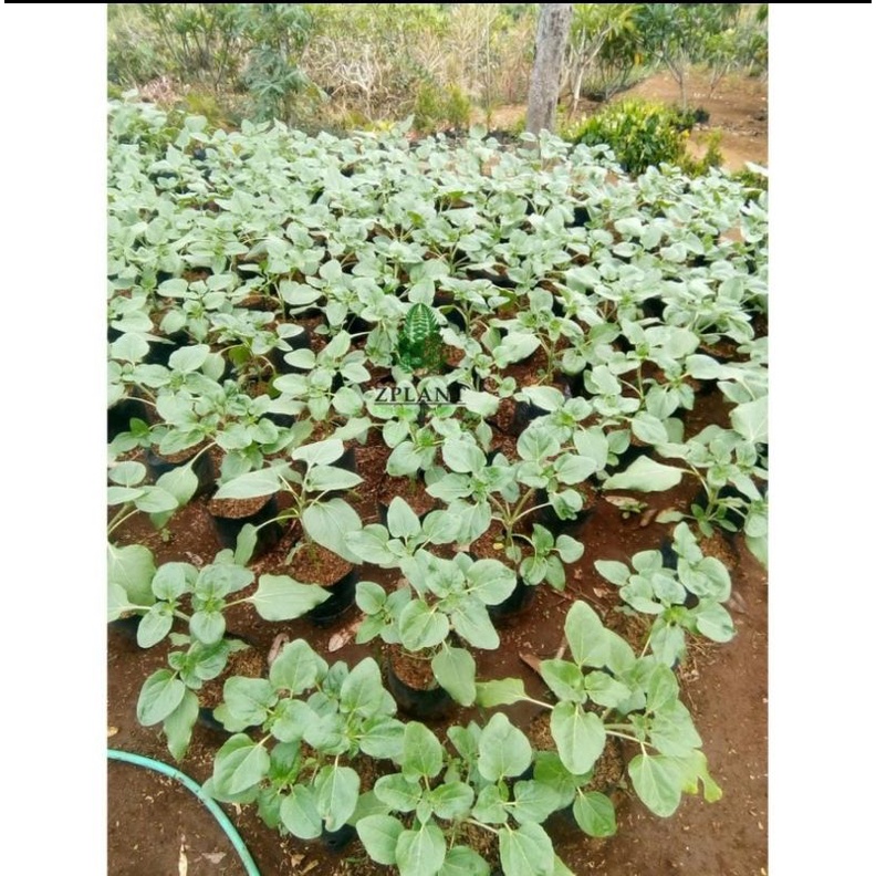 Bibit Tanaman Bunga Matahari Bibit Bunga Matahari Pohon Helianthus Annuus