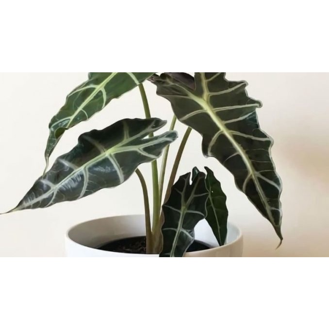 Tanaman Calladium Alocasia Zebrina Segar