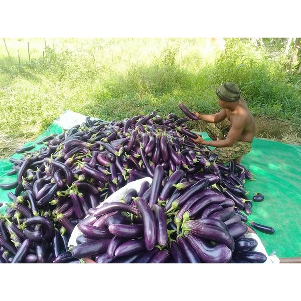 10 benih Terong Ungu YUVITA F1