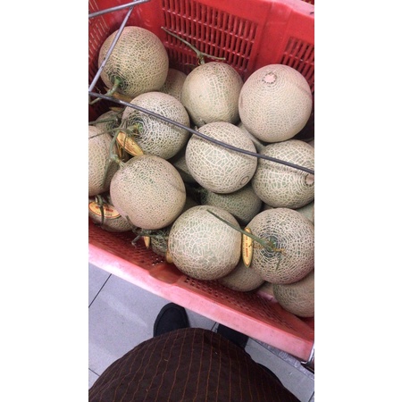 

Melon Cantalop /Jepang Orange /pics