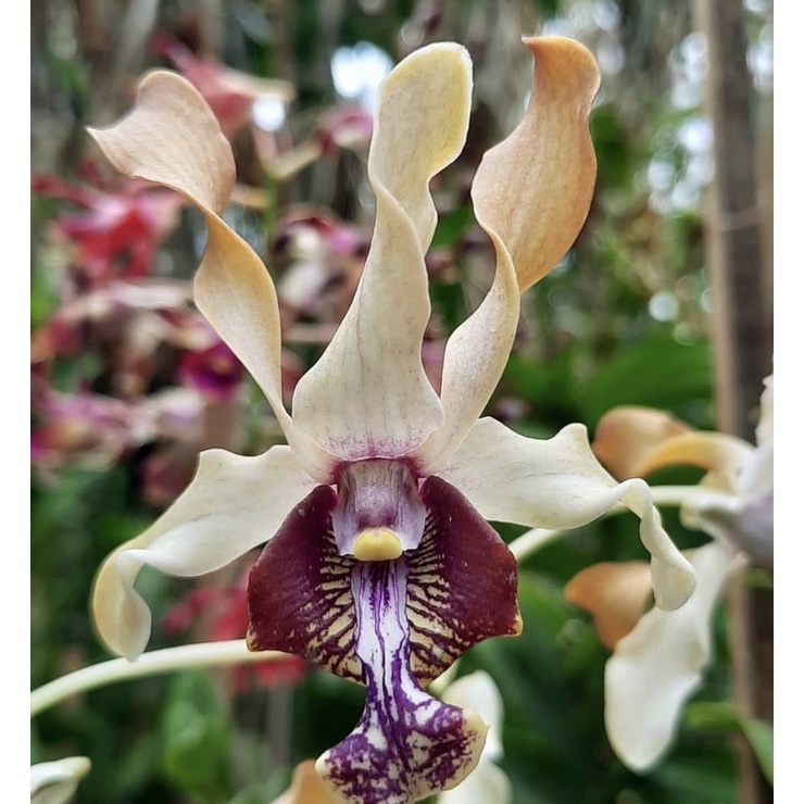 Seedling anggrek dendrobium ririn triyani-tanaman hidup-bunga hidup-anggrek-dendrobium-bunga anggrek