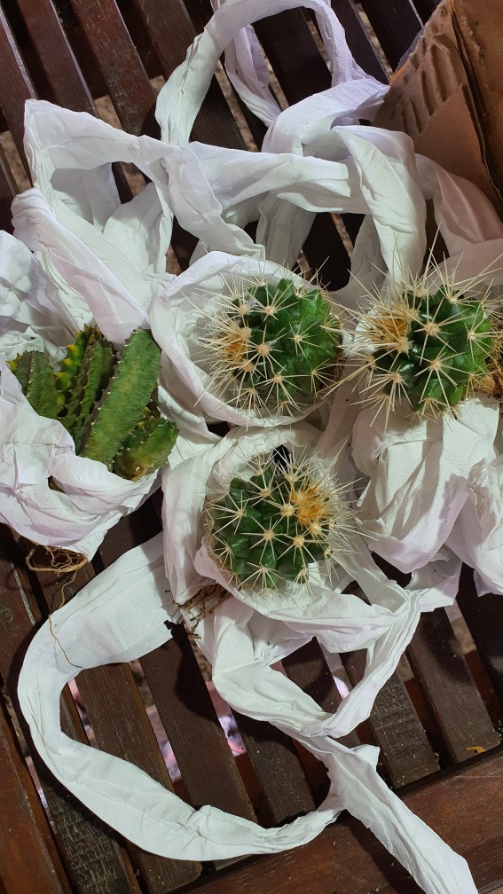 Tanaman Kaktus Hias Cactus Golden Barrel Barel