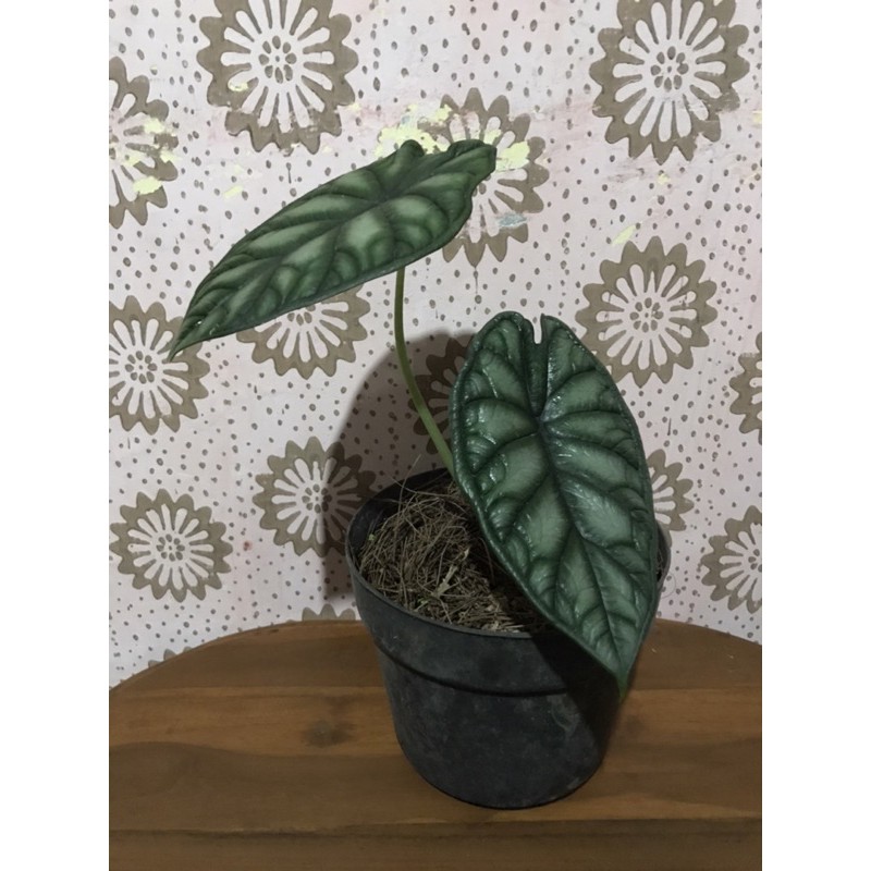 alocasia dragon scale