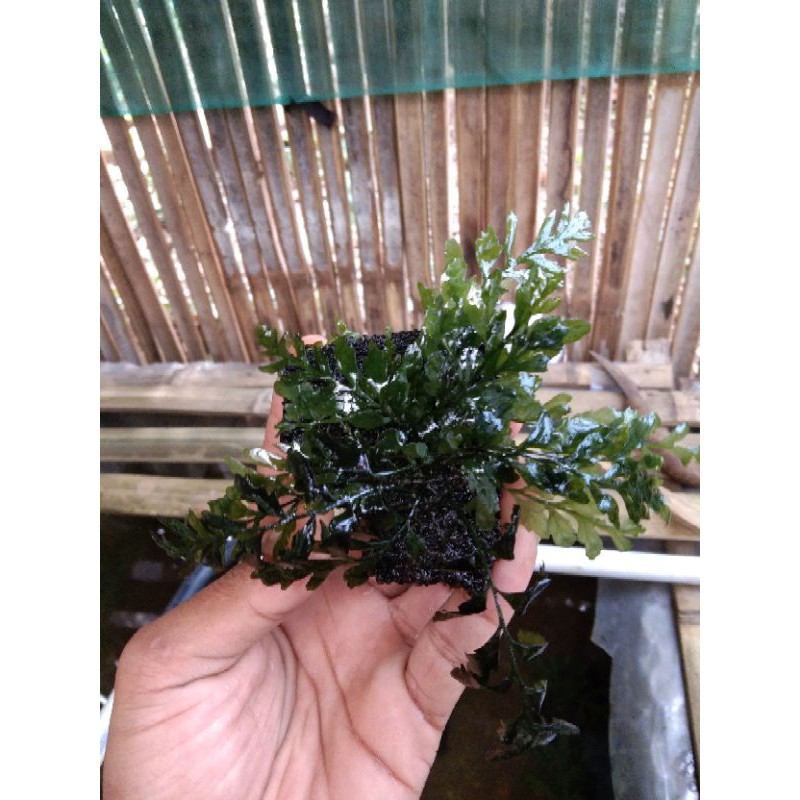 tanaman aquascape bolbitis mini lempeng.