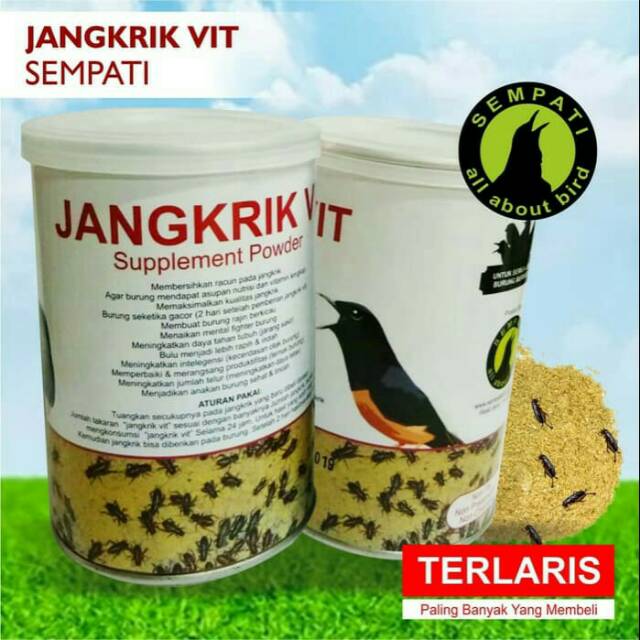 PAKAN JANGKRIK VIT UNTUK BURUNG MURAI KACER ANIS