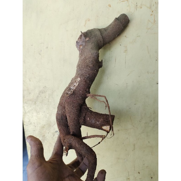 bahan bonsai dongkelan Kaliandra bunga merah