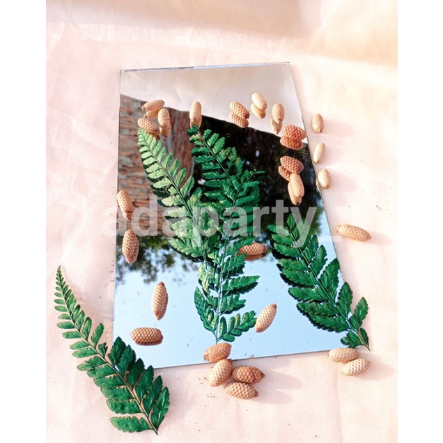 DAUN PAKIS KERING/DAUN PAKU KERING