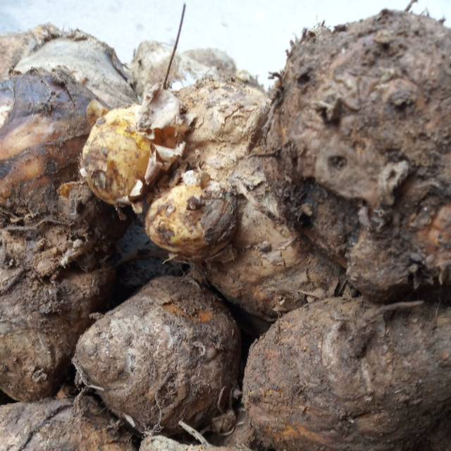 

Temulawak