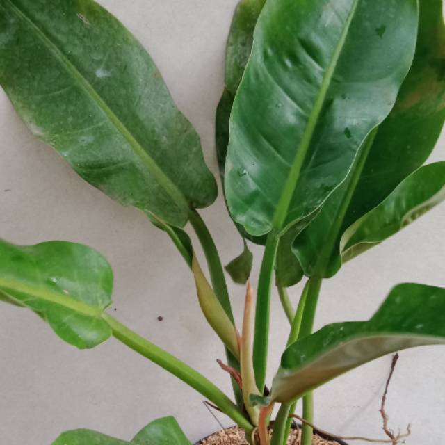 Tanaman hias Dendron karet