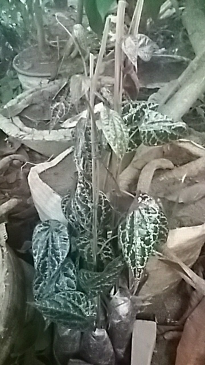 Bibit Tanaman Sirih Merah