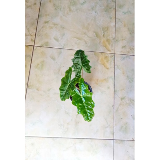 alocasia sp. alokasia sp.