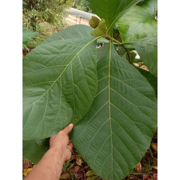 

Daun jati segar/Tectona grandis 500gr