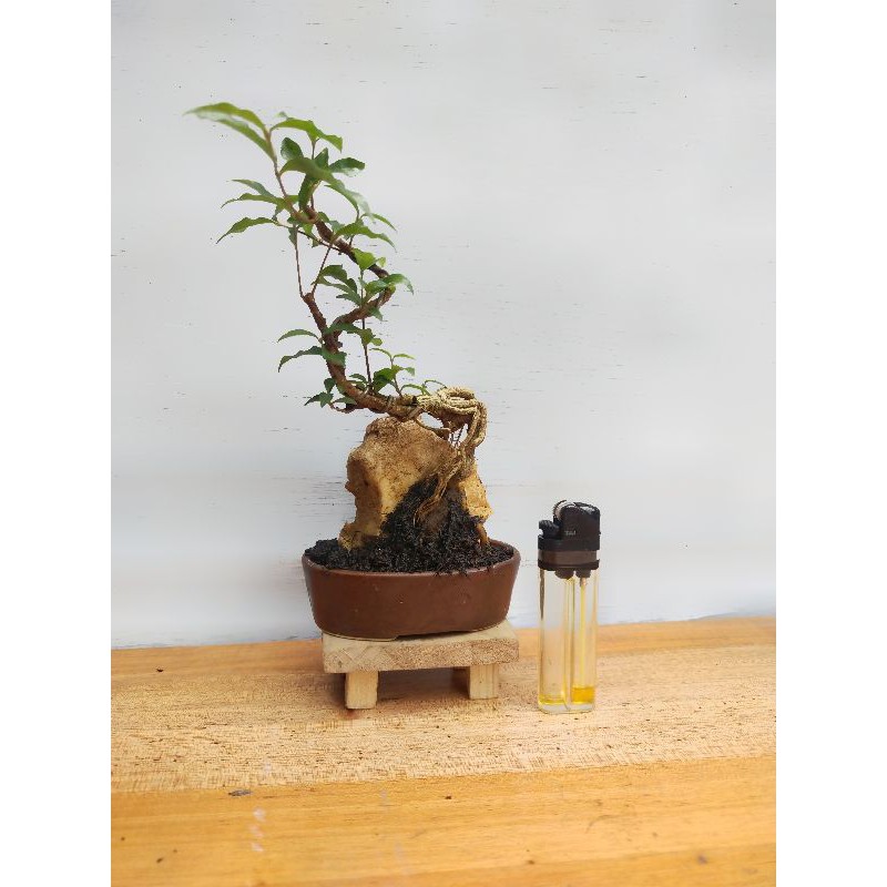 bonsai jadi,sakura micro,mame,on the rock