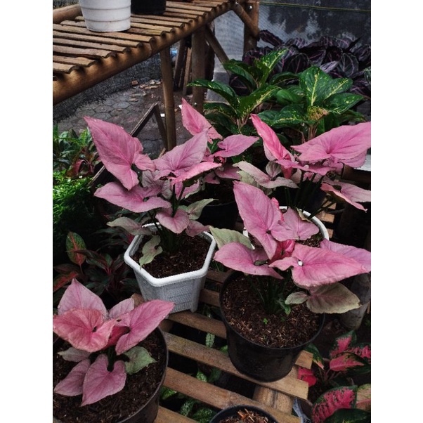 Syngonium pink perfection