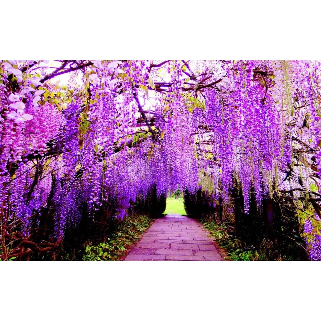 Amefurashi 4 Bibit / Benih / Seeds Japanese Wisteria Mix Tree Biji Wisteria Pohon Wisteria Mix