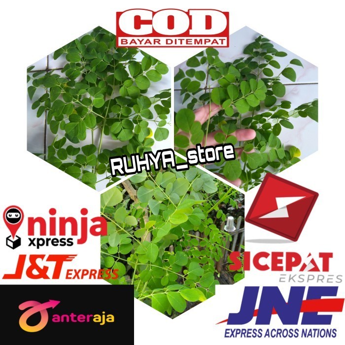 

Daun Kelor 250gr Segar Fresh langsung petik