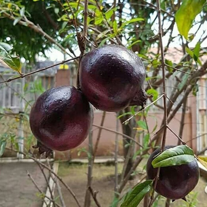 Bibit Tanaman Buah DELIMA HITAM Premium