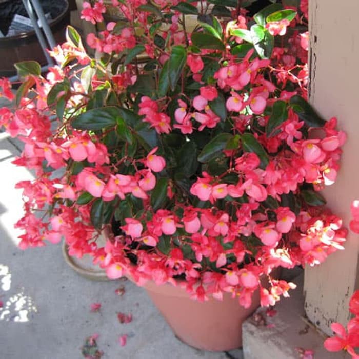 Tanaman begonia bunga pink/begonia dragon wing pink