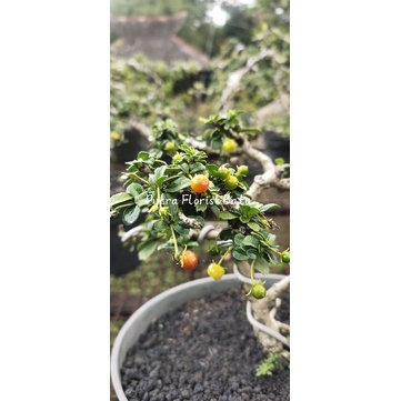 Tanaman Bonsai Hokianti Hokiantea