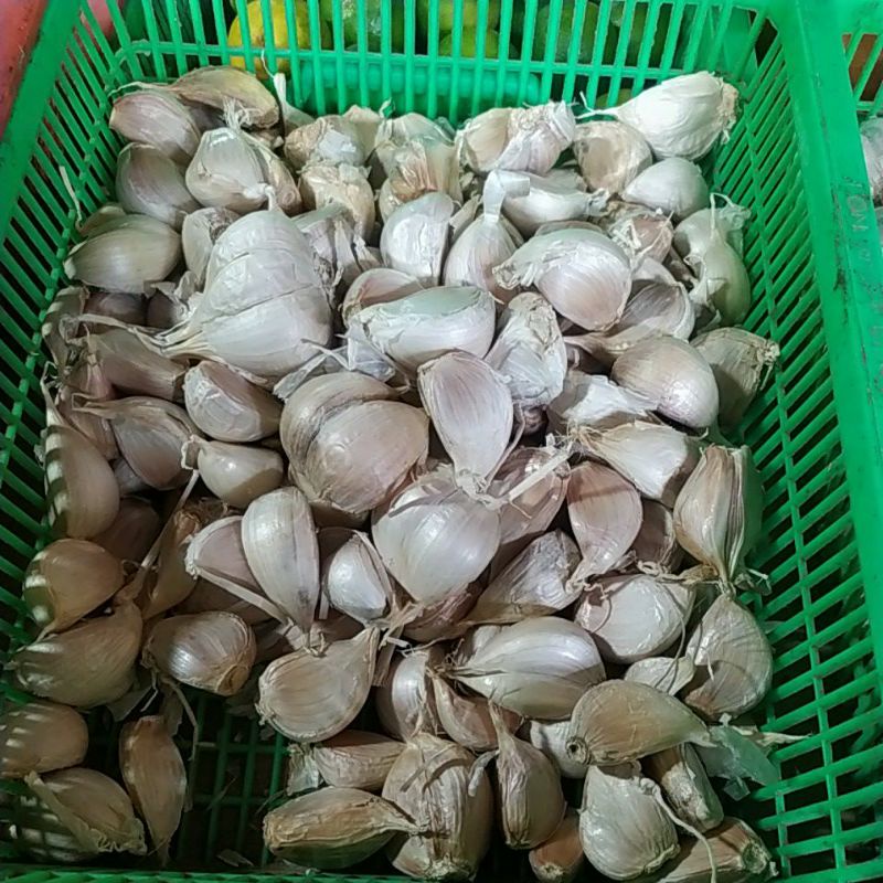 

bawang putih kating