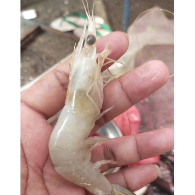 

Udang peci laut