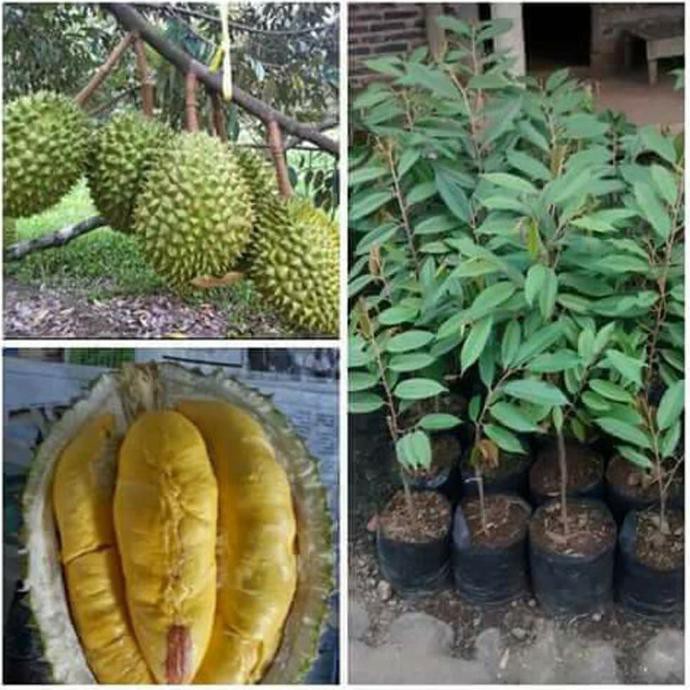 Bibit Buah Durian Musang King Asli